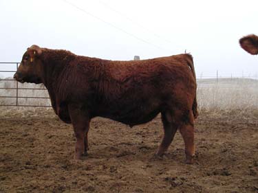 Red Angus Cattle