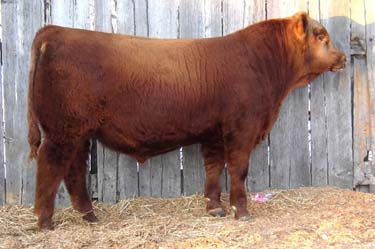 Red Angus Cattle