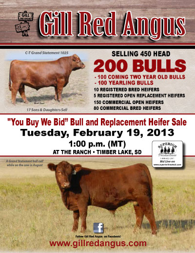 Red Angus Cattle in Timber Lake SD
