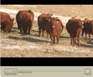 Gill Red Angus