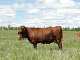 Red Angus Females