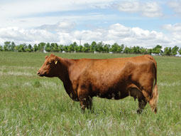 Gill Red Angus Females