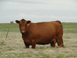 Red Angus Females