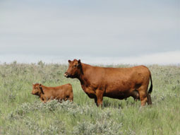 Gill Red Angus Females