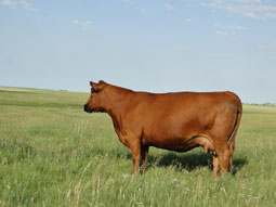 Red Angus Females