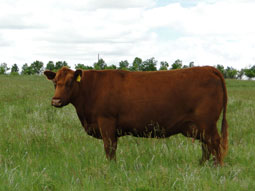 Gill Red Angus Females