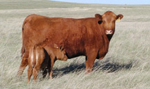Red Angus Cattle