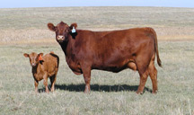 Red Angus Cattle