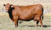Red Angus Cattle