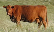Red Angus Cattle