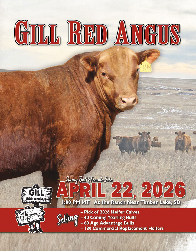 Gill Red Angus Cattle