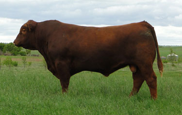 Gill Red Angus Ranch