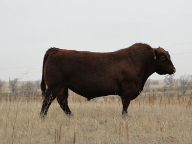 Gill Red Angus Ranch