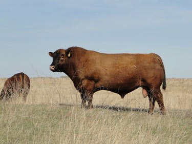 Gill Red Angus Ranch