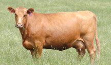 Red Angus Cattle